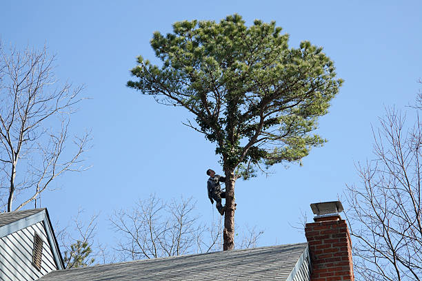 Trusted West Chester, PA Tree Removal Services Experts